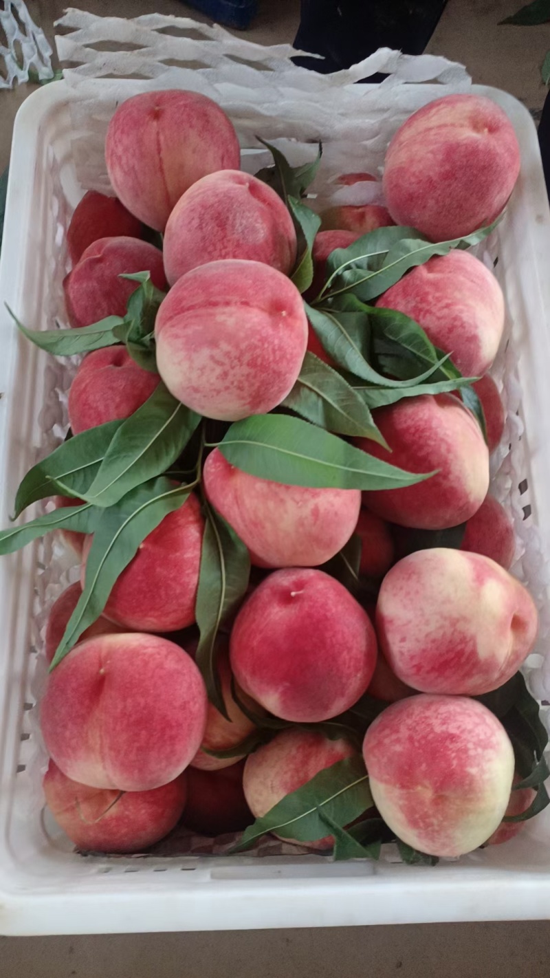 大京红纸袋大红水蜜桃大量上市，保定狼牙山优质水蜜桃产区