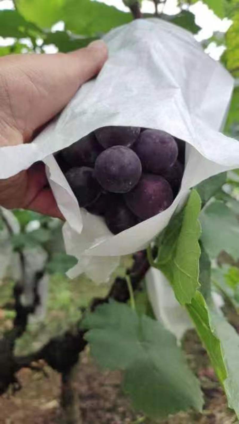 夏黑葡萄口感甜，颗粒大