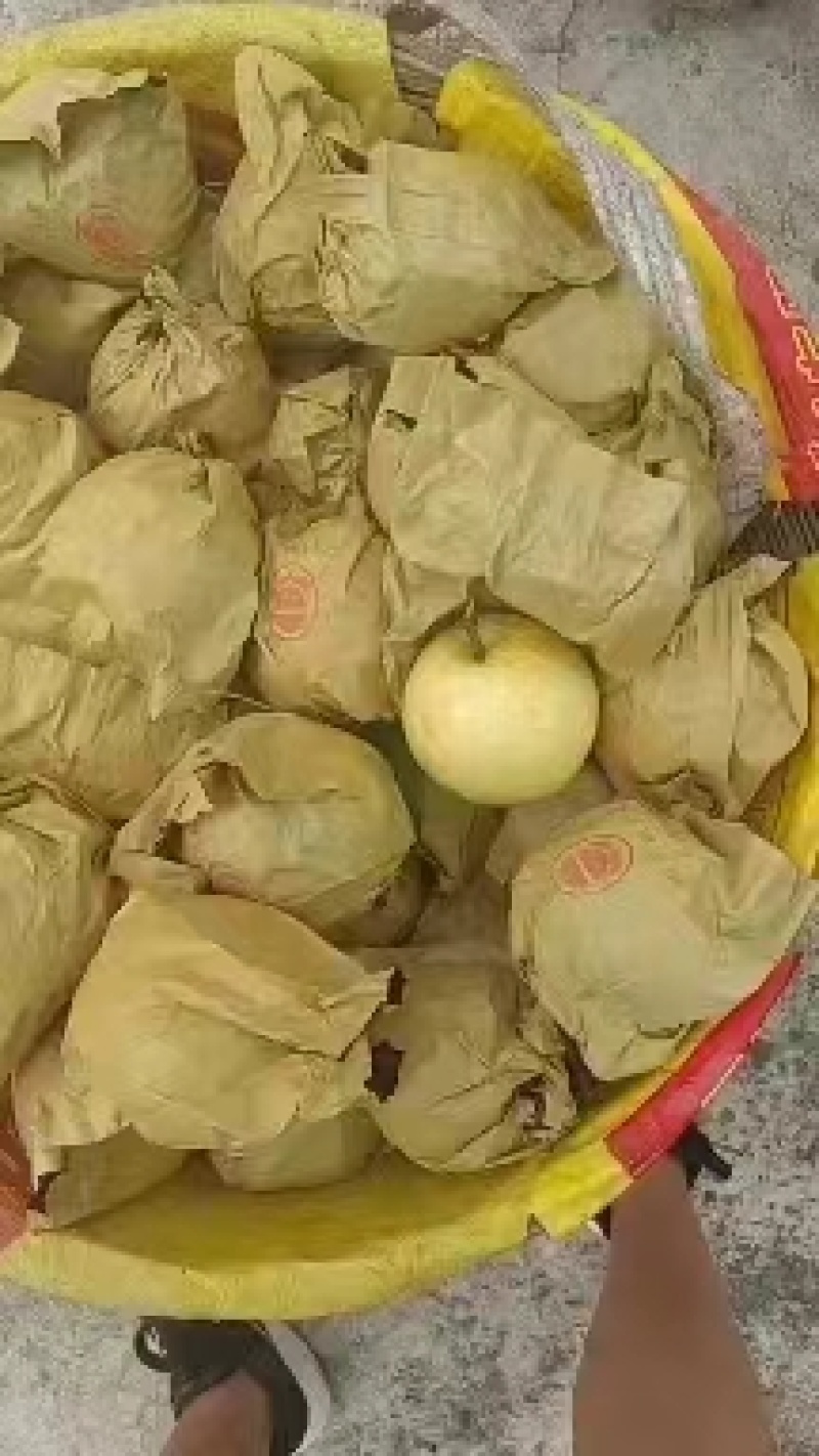 脆冠梨细嫩化渣，口感甜个头大