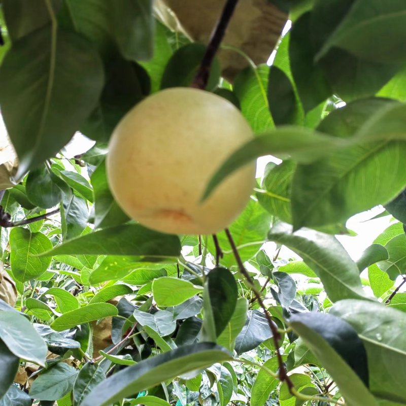 脆冠梨细嫩化渣，口感甜个头大