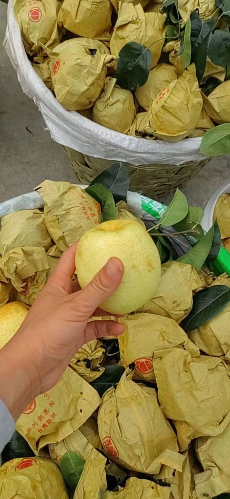 脆冠梨细嫩化渣，口感甜个头大