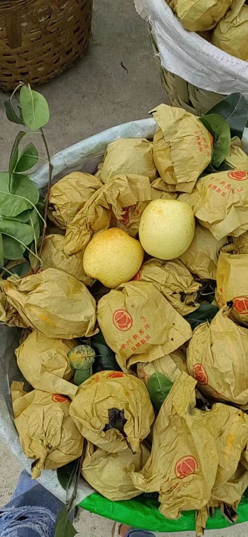 脆冠梨细嫩化渣，口感甜个头大
