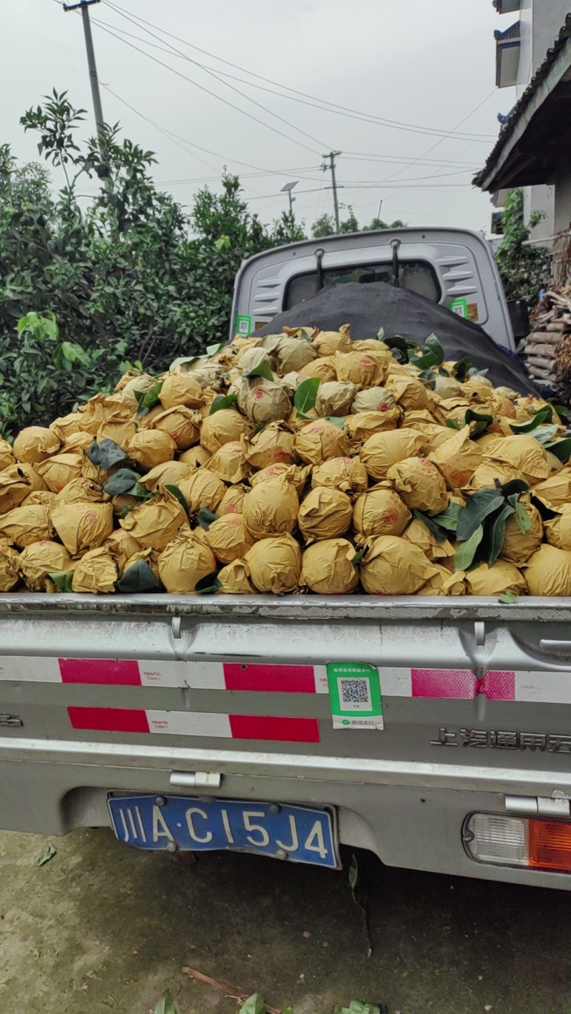 脆冠梨细嫩化渣，口感甜个头大