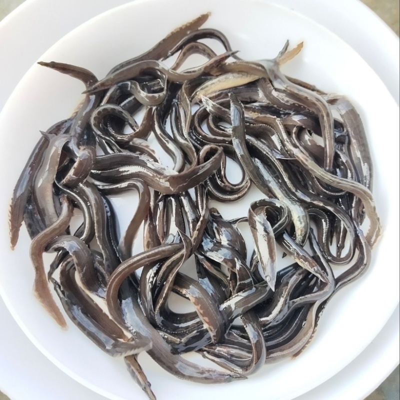 刀鳅鱼苗