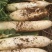精品白萝卜产地直供货源充足品质保证量大从优欢迎洽谈