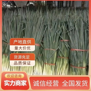 大葱产地直供大量上市品质保证价格优惠全国发货