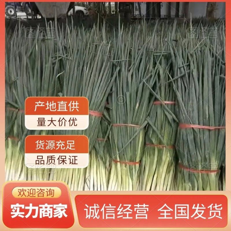 大葱产地直供大量上市品质保证价格优惠全国发货