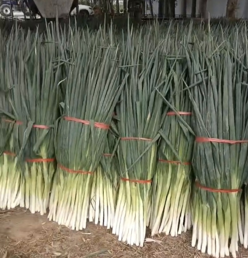 大葱产地直供大量上市品质保证价格优惠全国发货