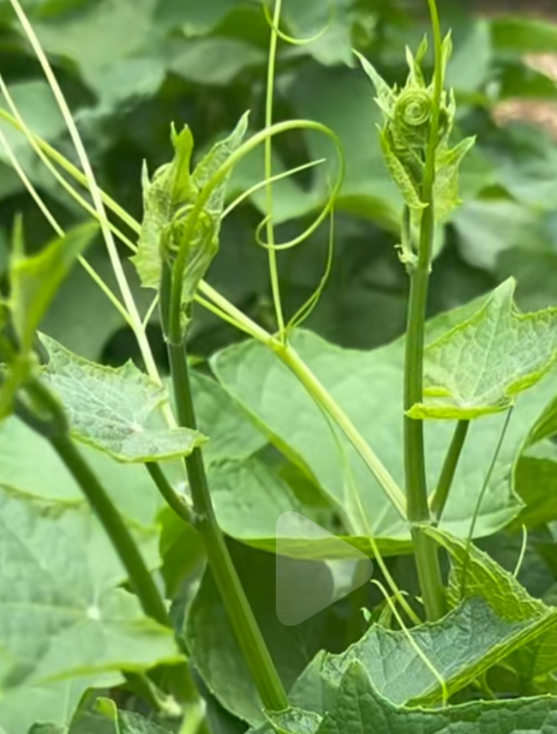 佛手瓜尖本地称龙须菜