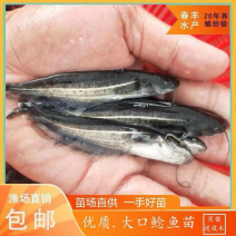 大口鲶鱼苗胡子鲶鱼苗黄鲶鱼苗