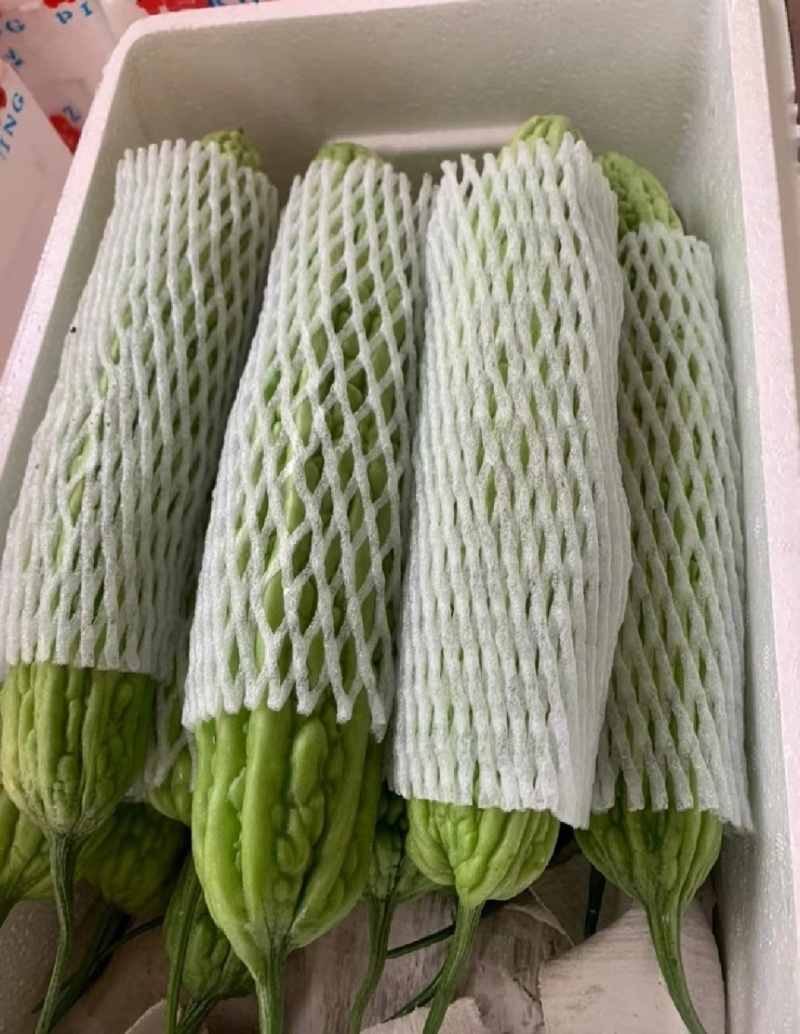 陕西露天大苦瓜，油绿苦瓜，支持商超团购货量大质量好
