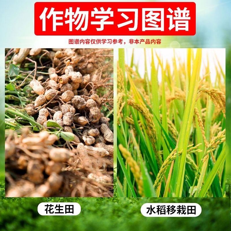 滨农50%扑草净阔叶杂草除草剂一年生杂草