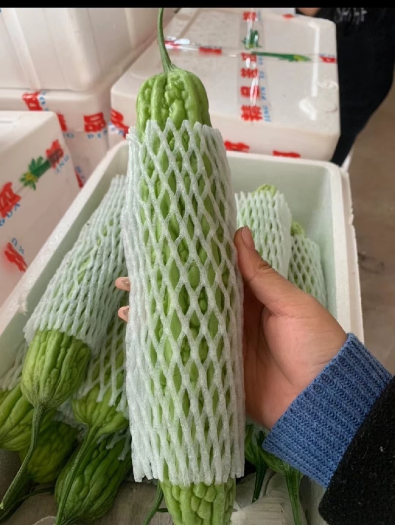 陕西露天大苦瓜，油绿苦瓜，支持商超团购货量大质量好