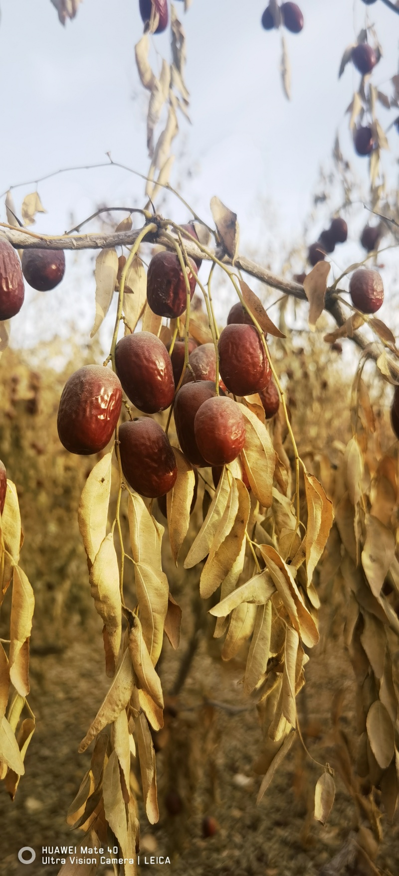 若羌红枣产区直发一件代发质量保证欢迎选购