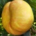油蟠九