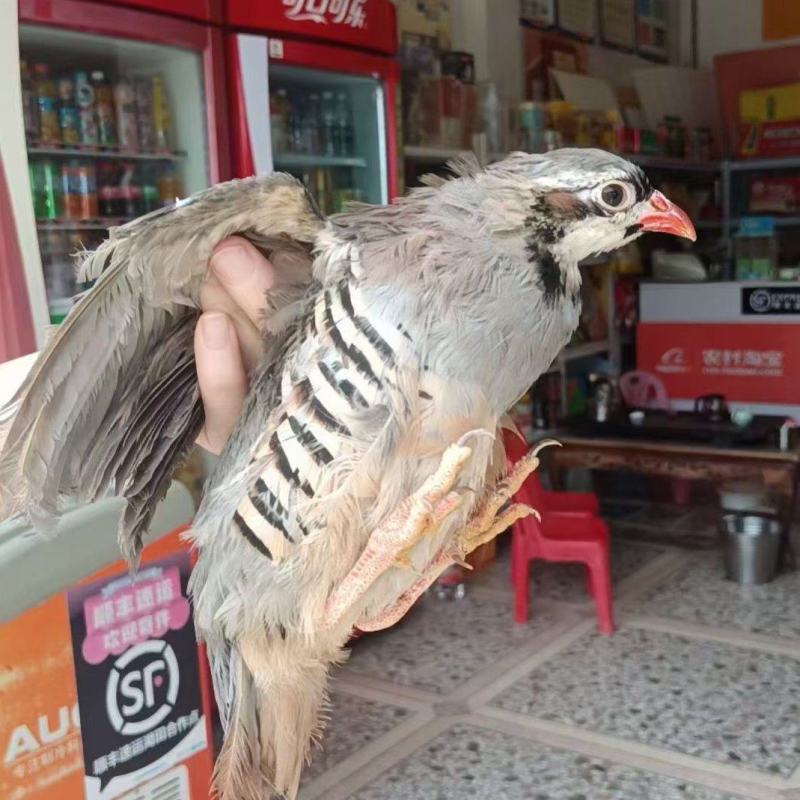 鹧鸪鸟7至8两