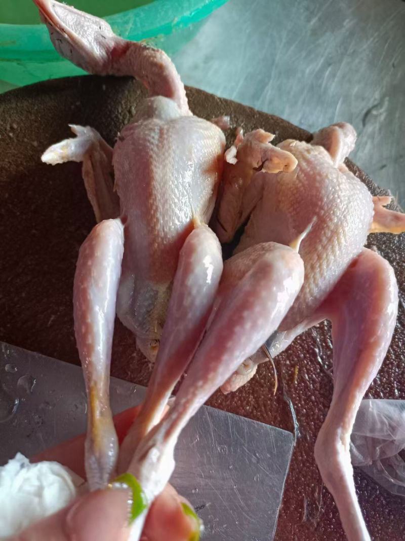 鹧鸪鸟7至8两