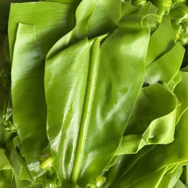 山苏菜