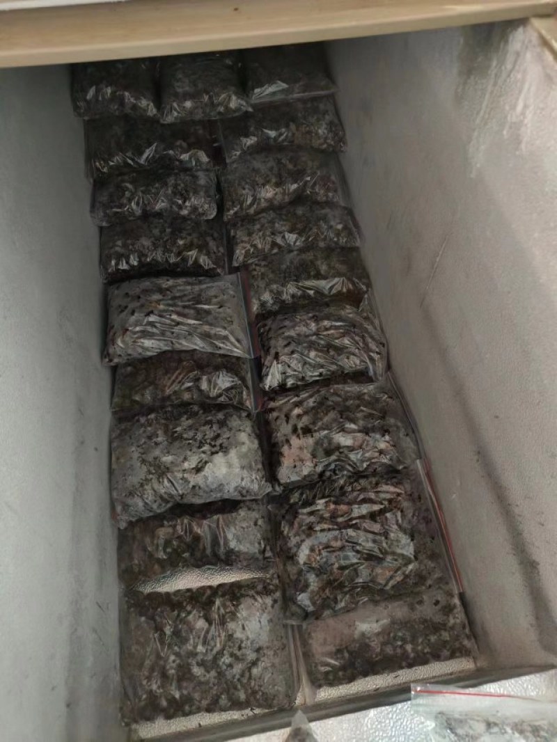24年蝉蛹产地直发