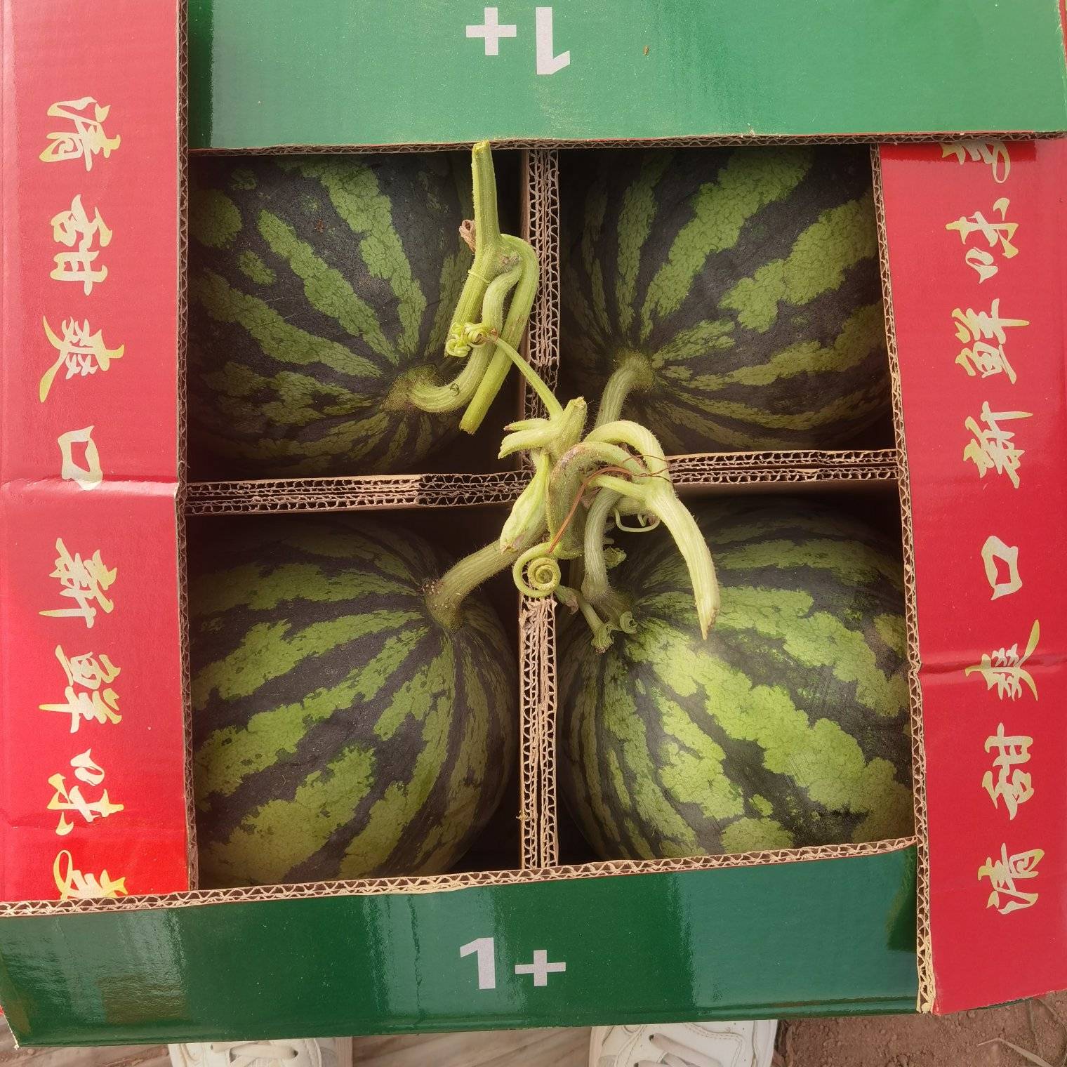 [美都西瓜批发]甘肃平凉泾川县西瓜 0.60元/斤甘肃台农麒麟美 _ 一亩田