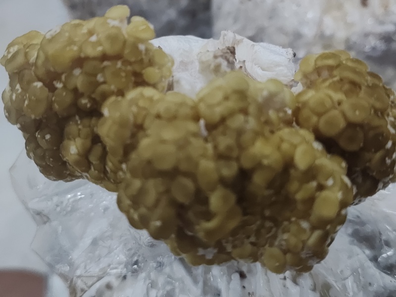 食用菌鲜品，榆黄菇（鸡油菌，黄金菇）鲜菇，