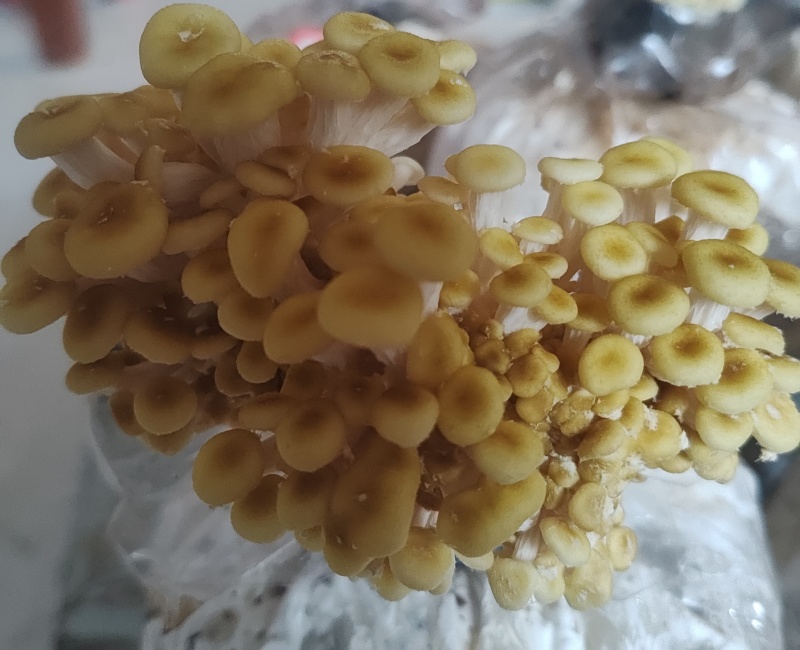 食用菌鲜品，榆黄菇（鸡油菌，黄金菇）鲜菇，