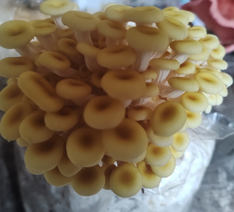 食用菌鲜品，榆黄菇（鸡油菌，黄金菇）鲜菇，