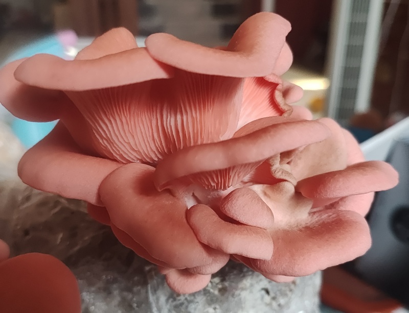 食用菌出菇包，平菇出菇包，买回来就可以直接出菇
