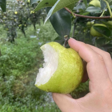 518苹果梨