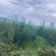 518苹果梨