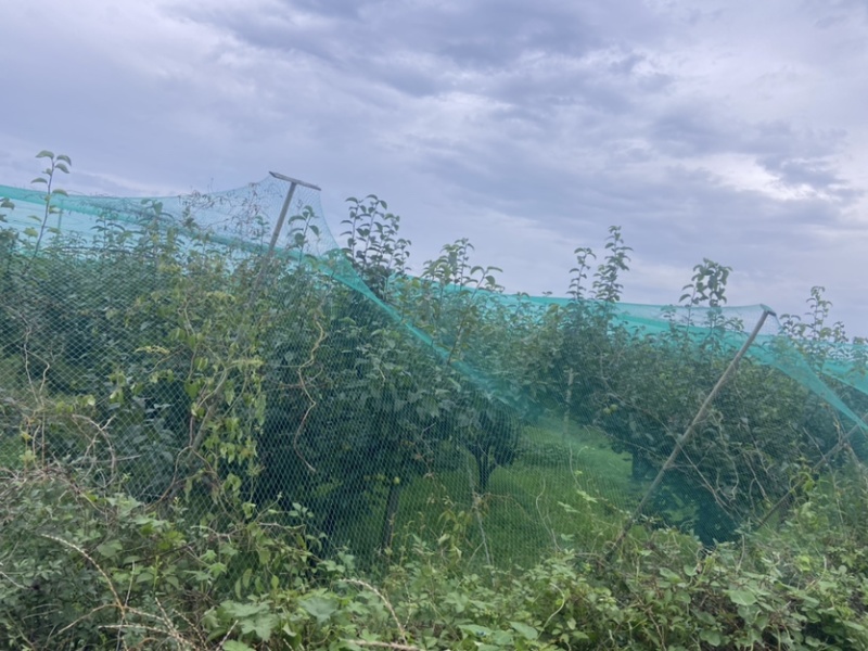 518苹果梨