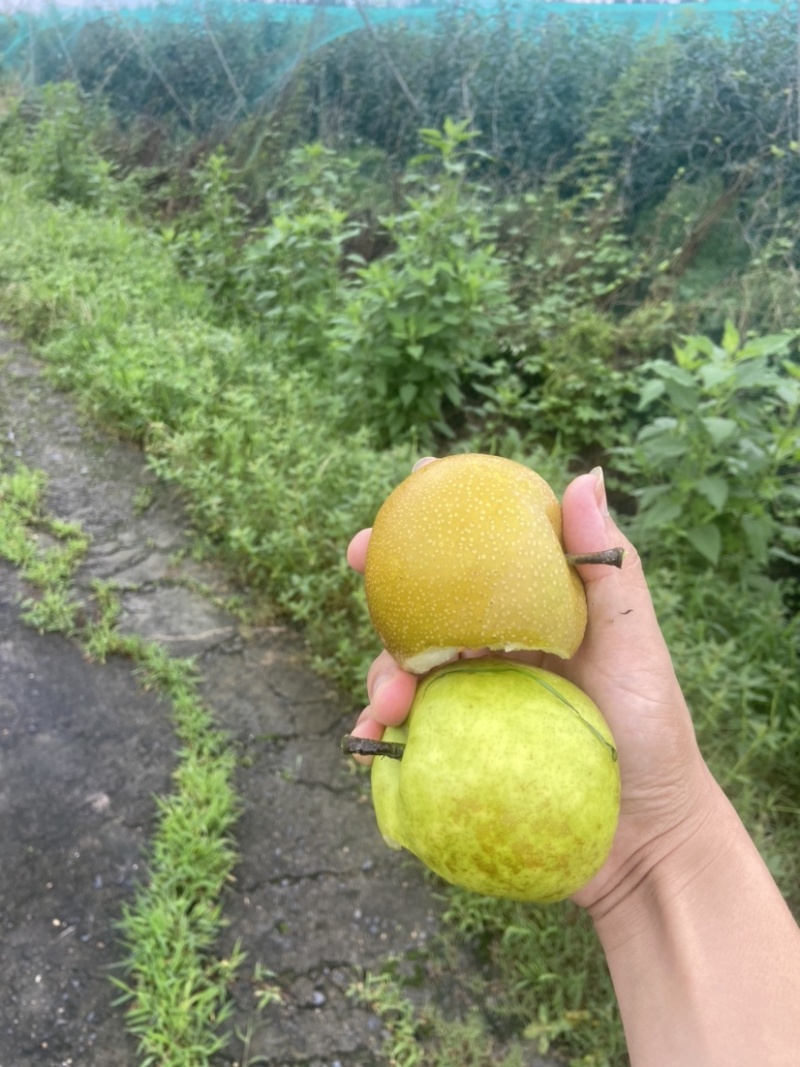 518苹果梨