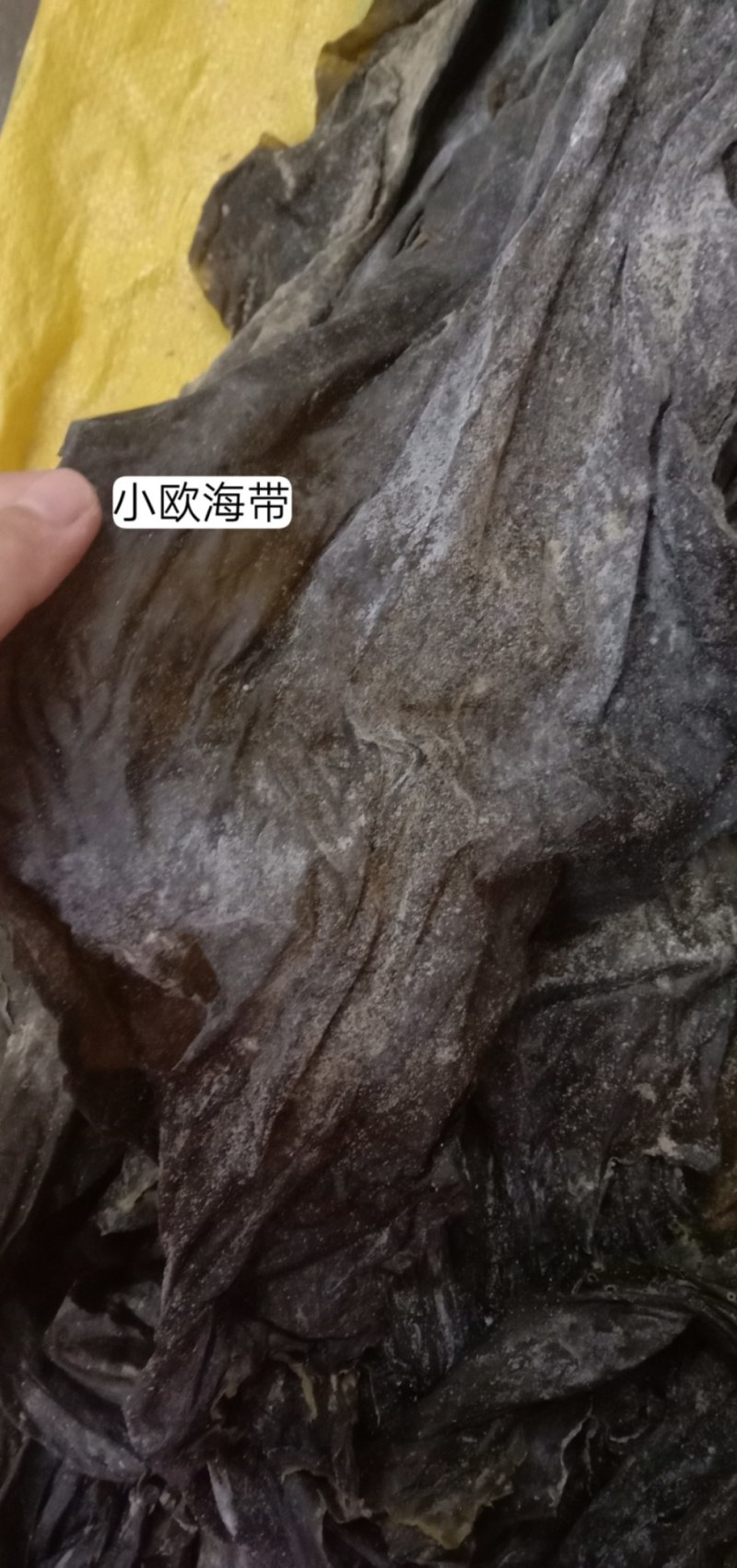 福建干海带少杂志无碎菜干度好海菜商用批发