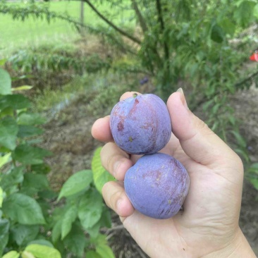 5月脆凤凰李
