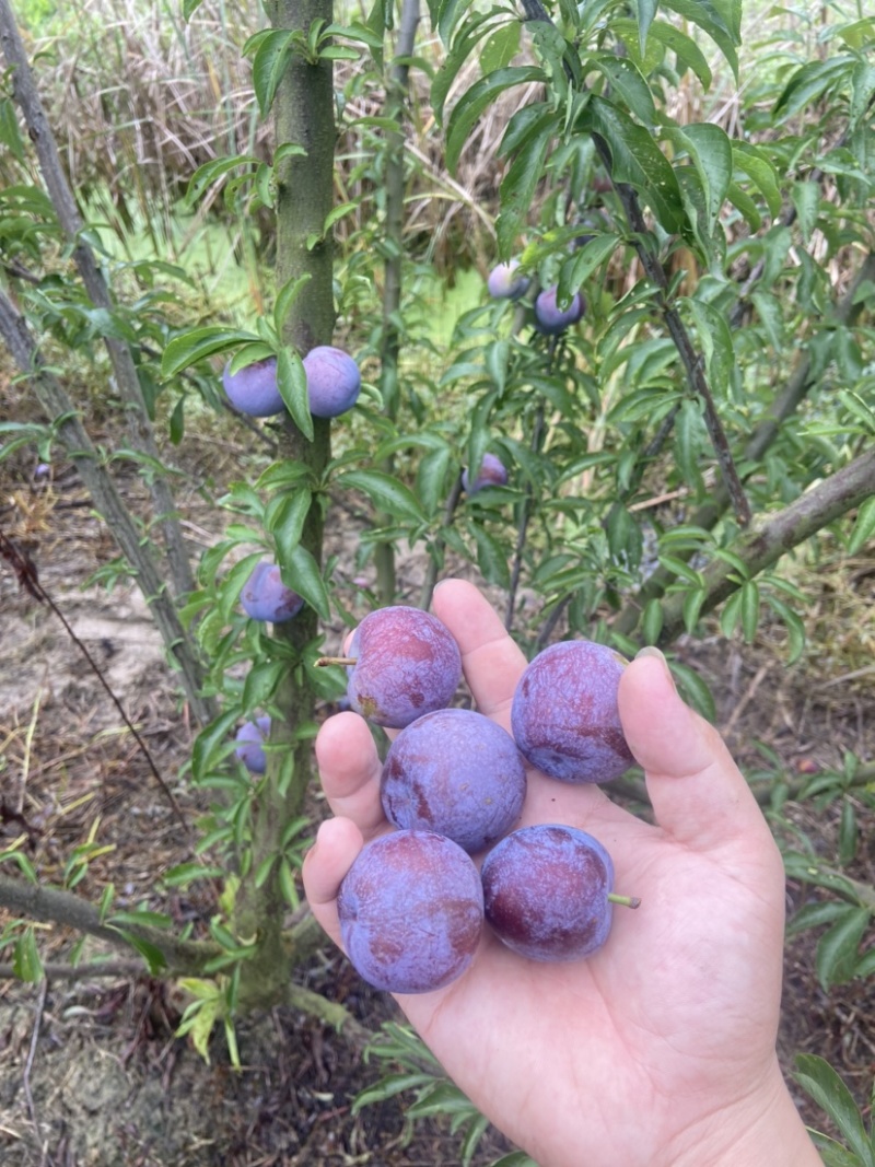 5月脆凤凰李