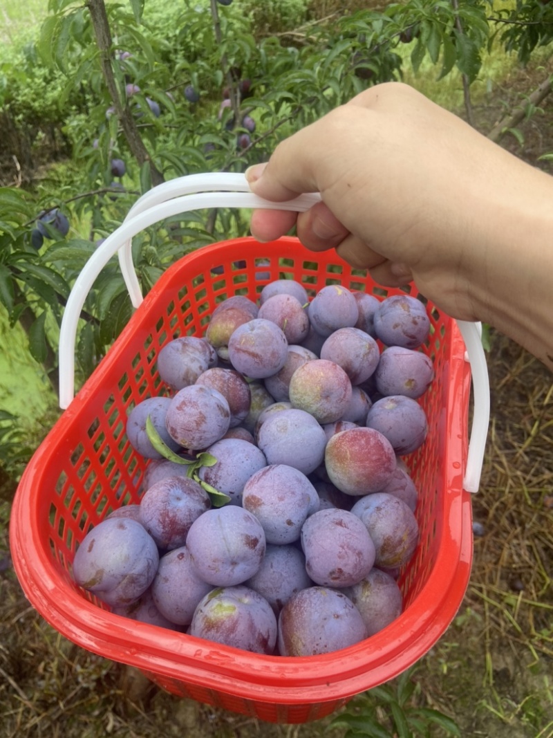 5月脆凤凰李