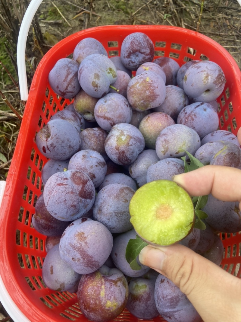 5月脆凤凰李