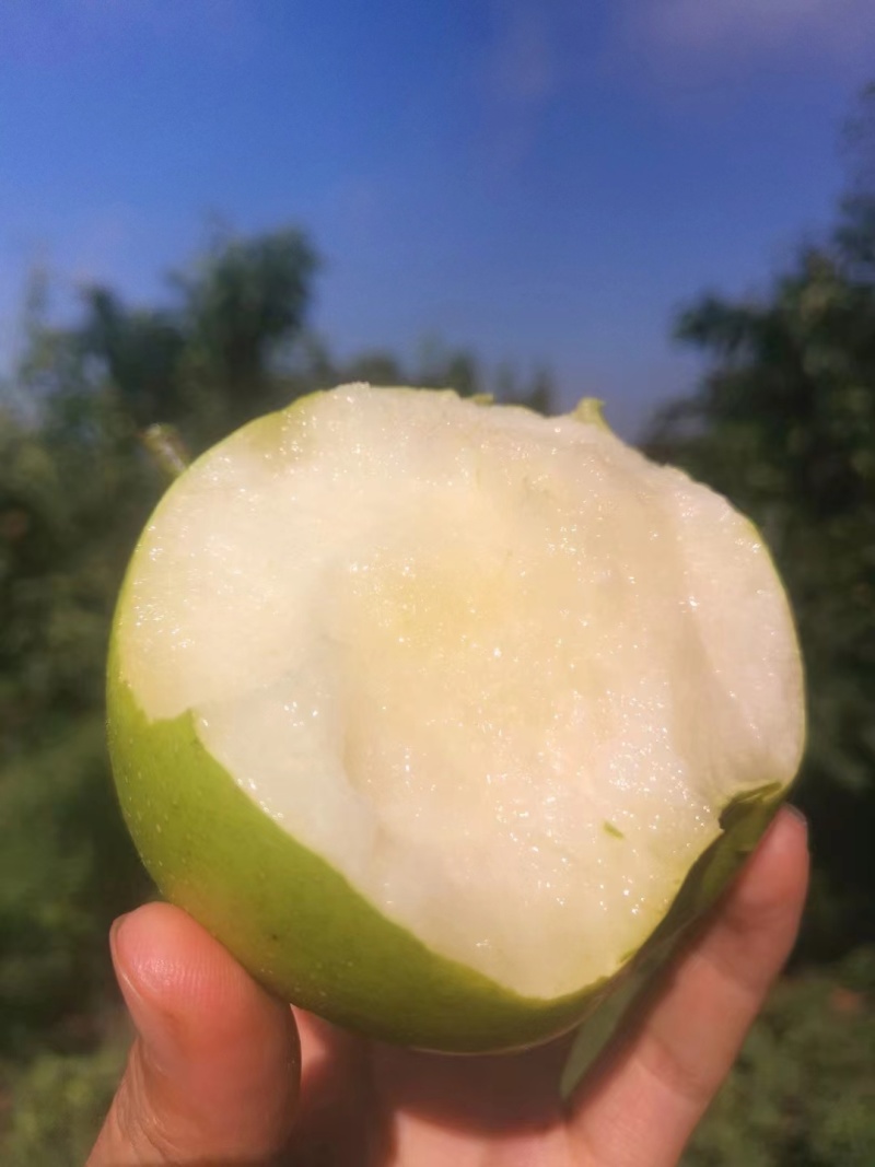 湖北枣阳酥脆一号梨子，可视频看货，货源充足，产地直供