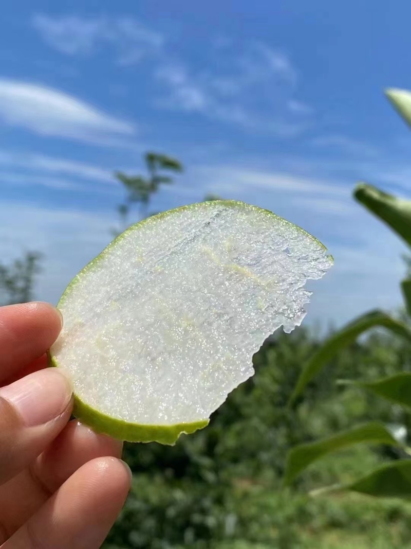 湖北枣阳酥脆一号梨子，可视频看货，货源充足，产地直供