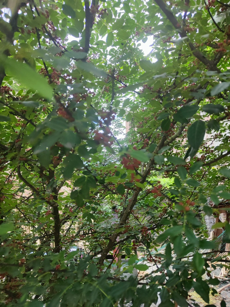 鲜花椒
