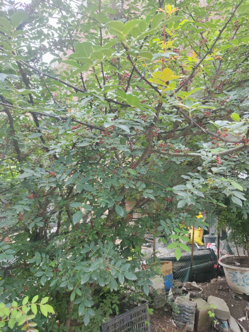 鲜花椒