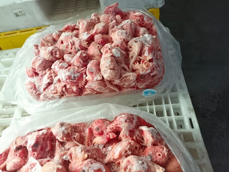 大肉食鸡头