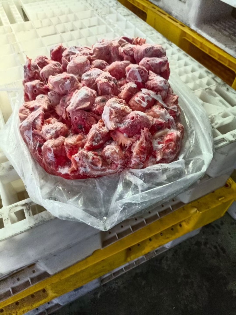 大肉食鸡头