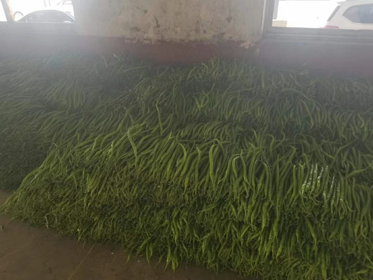 青线椒特写展示