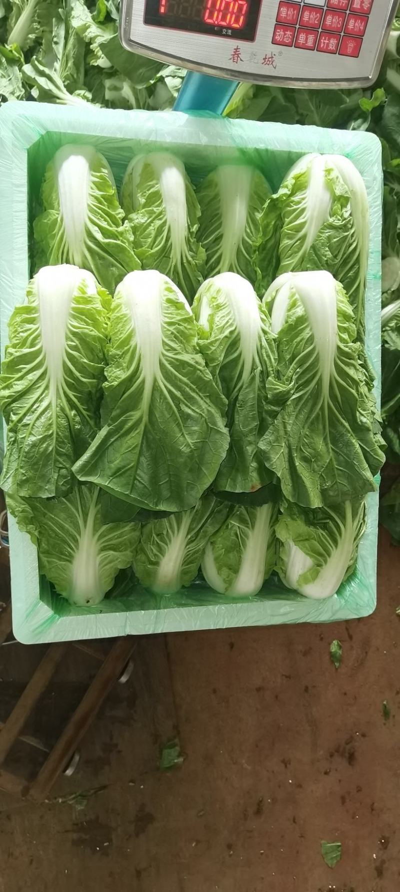 夏黄白