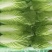 夏黄白