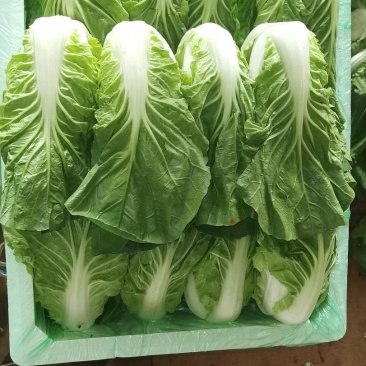 夏黄白