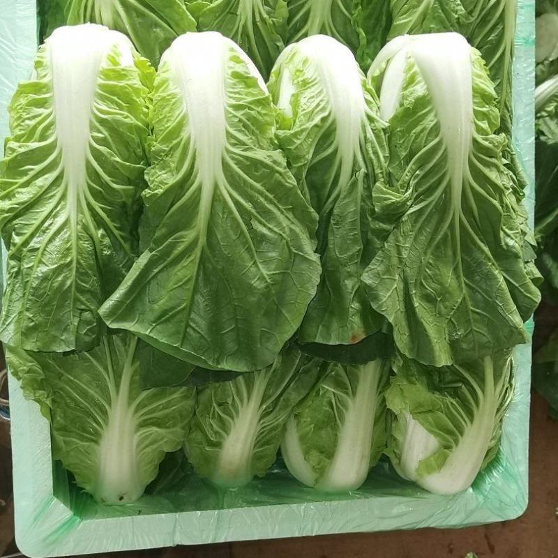 夏黄白