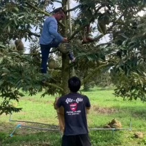 金枕榴莲，产地直发，坏果烂果包赔包售后。