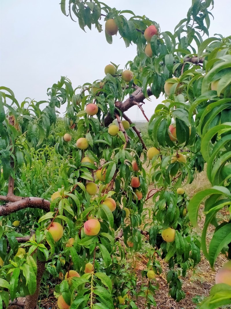 产地直供.山东沂蒙山黄桃基地，口感甜脆，全国发。